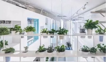 办公楼装修绿植如何起到的作