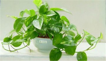 北京办公室装修怎样选择绿植